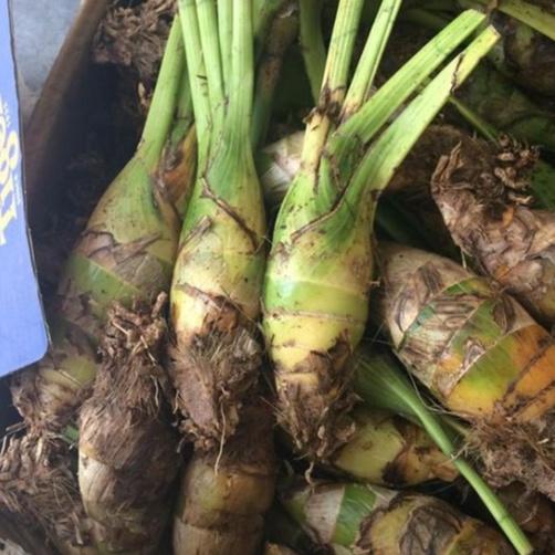 1 Củ hoa địa lan santo màu hồng