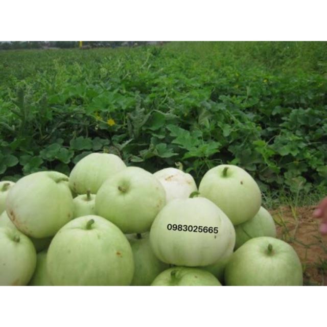 Hạt giống dưa lê siêu ngọt gói 1g