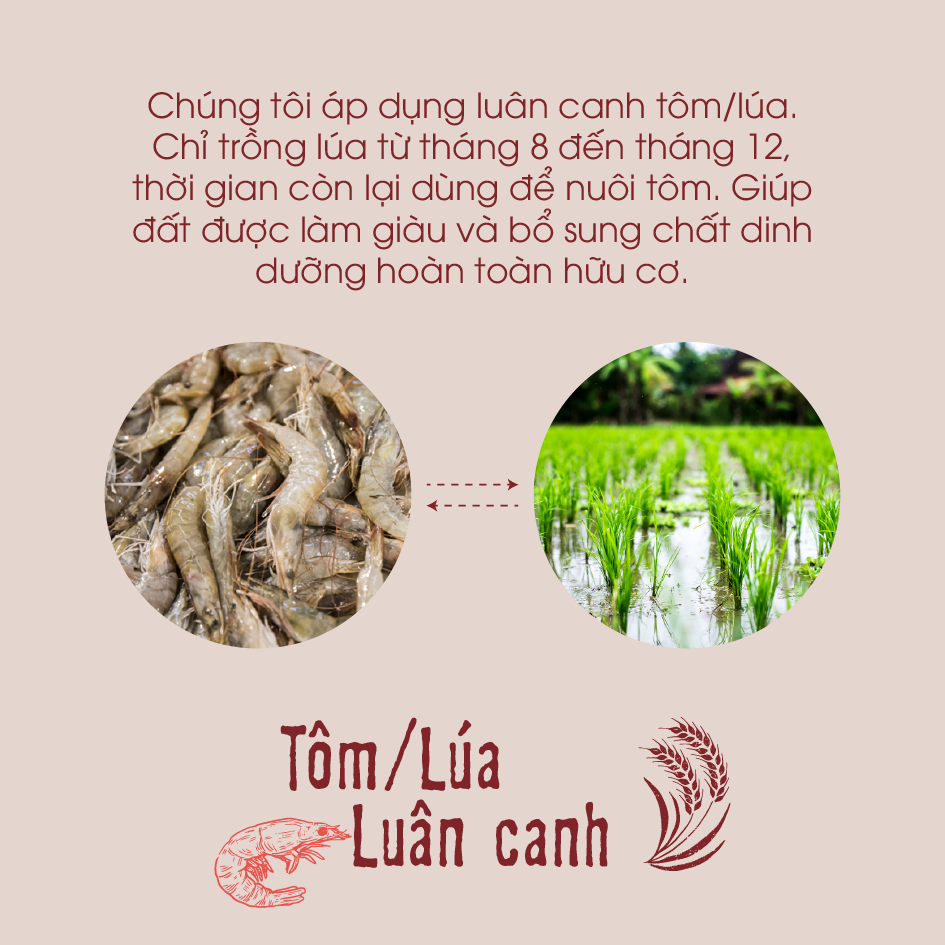 Gạo lứt đỏ hữu cơ cao cấp - ECOBA Huyết Rồng 1kg - Cơm mềm dễ ăn - Gạo lứt ăn kiêng