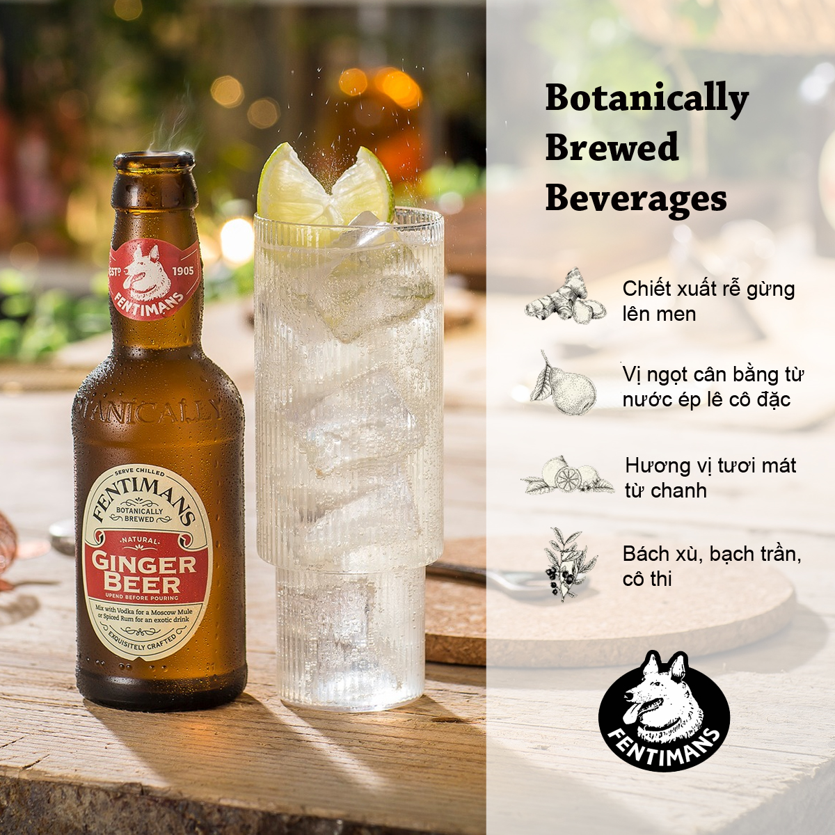 Fentimans Ginger Beer Nước Thảo Mộc Vị Bia Gừng Anh Quốc Lốc 4 Chai