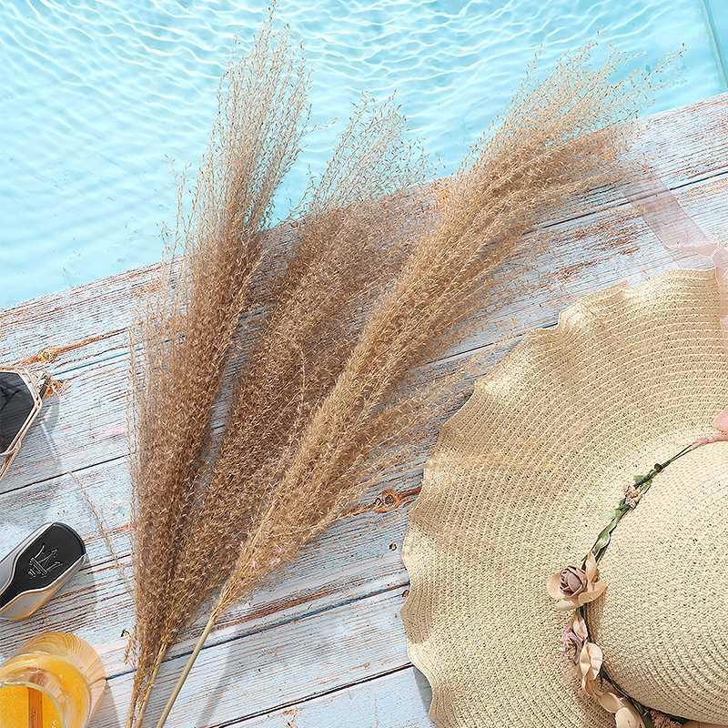 30 Chiếc Pampas Cỏ Hoa Khô Tự Nhiên Dekoration Sậy Phragmites Chùm Communis Trang Trí Mộc Tặc Đánh Lagurus Ovatus