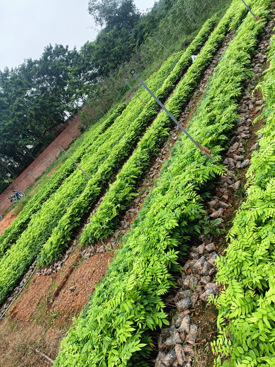 Combo 50 Cây Sưa Đỏ Cao 40cm