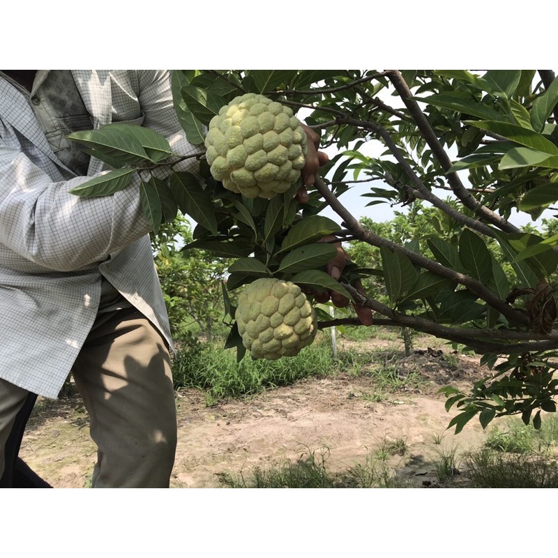 Cây Giống Mãng Cầu Na Dai