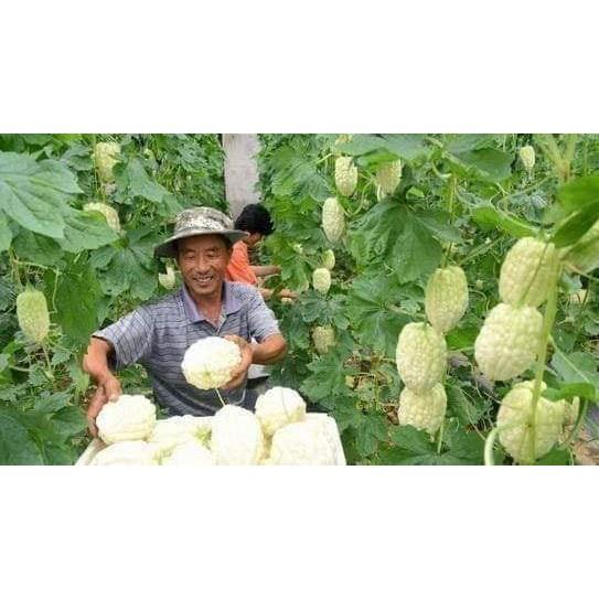 Combo 5 loại hạt giống khổ qua – 5 gói – tặng 1 phân bón