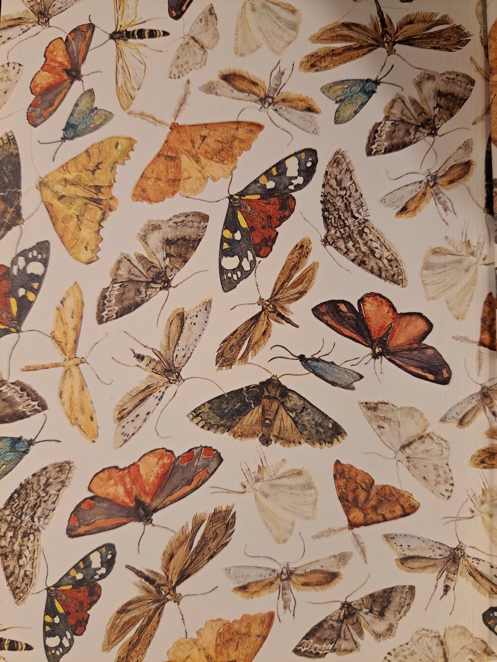 Sách - The Lost Spells by Jackie Morris | Poetry / Nature / Thơ Tiếng Anh / Bìa cứng Nhập khẩu UK