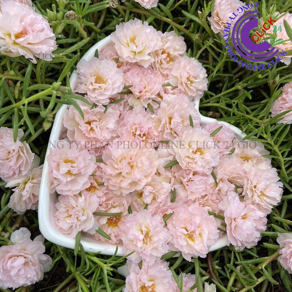 1 Ký Cành Giống Hoa Mười Giờ KEM TIỂU THƯ - Hoa Mười Giờ Thái Kép Cành Tơ Siêu Khỏe Sai Nụ Nhiều Hoa