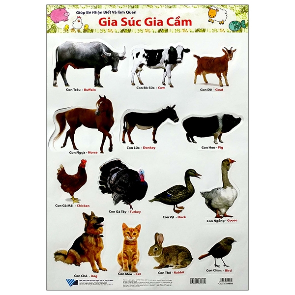 Nhận Biết Và Làm Quen - Gia Súc Gia Cầm