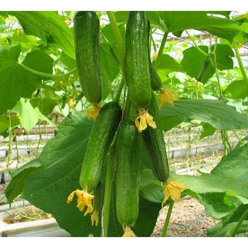 Hạt Giống Dưa Chuột Không Hạt