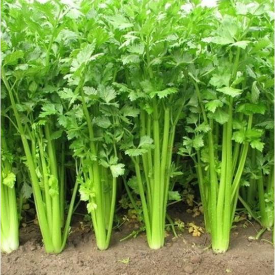 5gr hạt giống cần tây cao sản