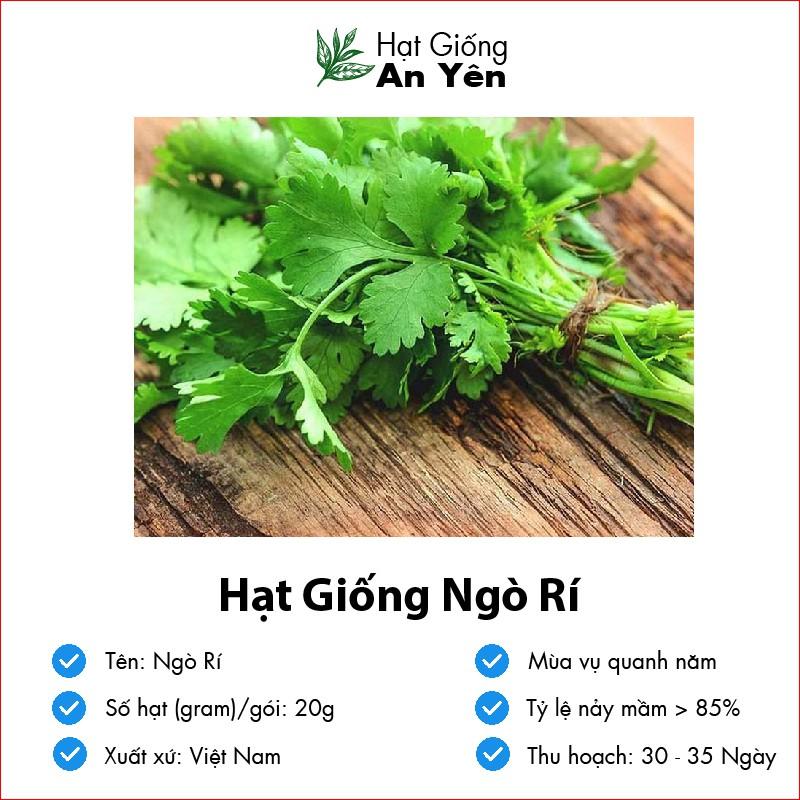 Hạt giống Ngò Rí thu hoạch sớm, dễ trồng, nảy mầm cao, sinh trưởng khoẻ