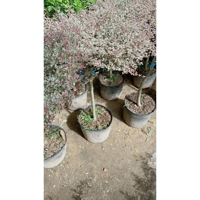 Cây Bàng Nhật
