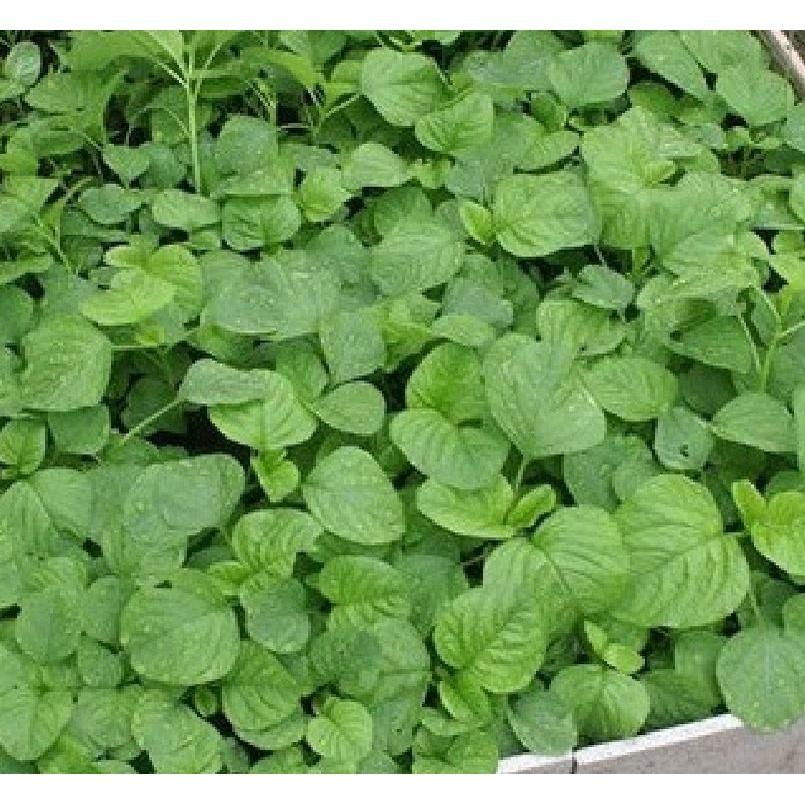 Combo 2 gói Hạt giống rau dền lá liểu dể trồng f1 - Gói 20gram-tặng kèm gói phân bón lót