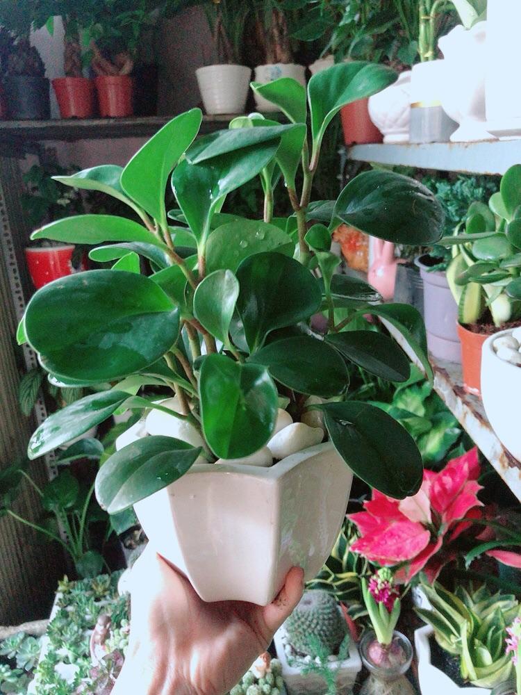 Chậu Cây Trường Sinh