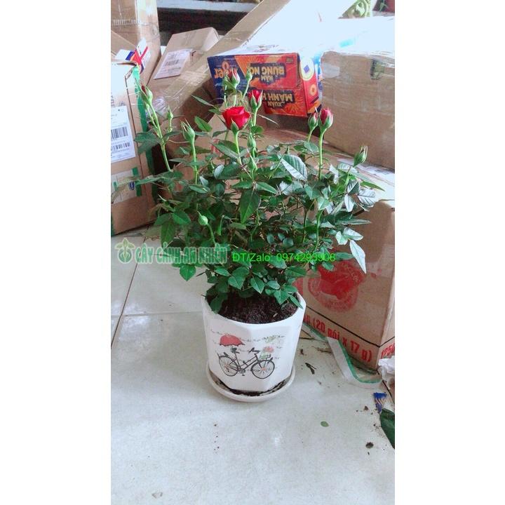 Chậu Cây Hoa Hồng