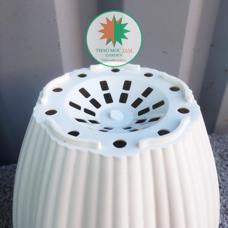 10 Chậu Hoa Mai 15x13cm – Chậu nhựa trắng dày đẹp, trồng cây trồng hoa trang trí