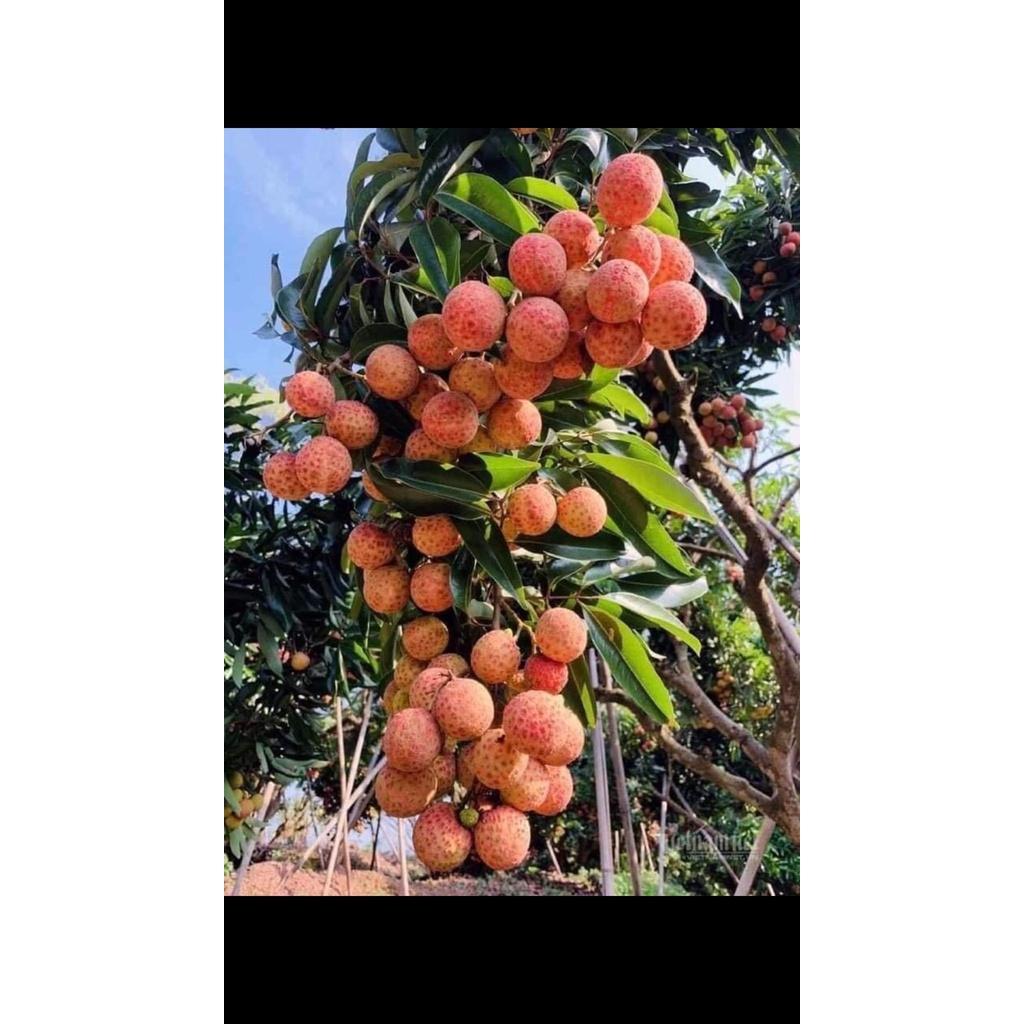 Cây giống Vải không hạt. .