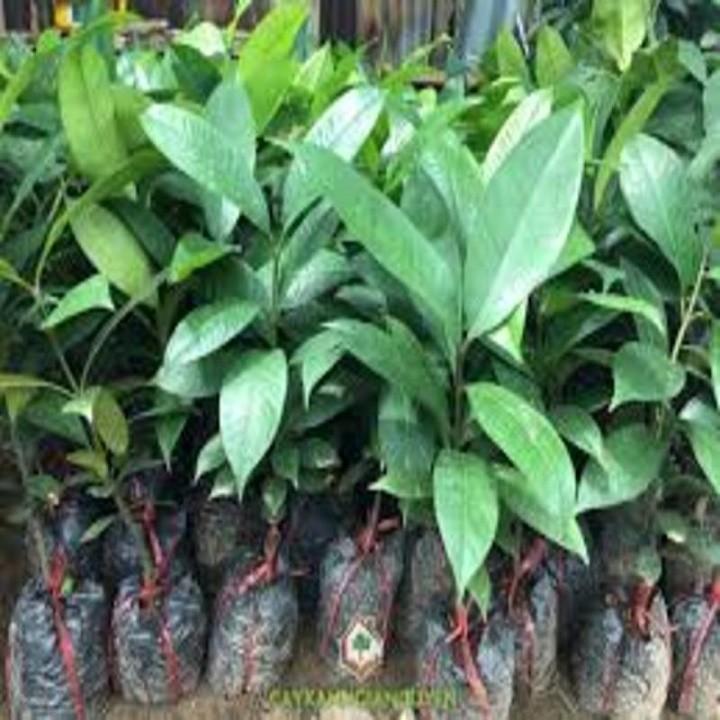 CÂY GIỐNG MĂNG CỤT, HÀNG GỬI ĐI NGUYÊN BẦU
