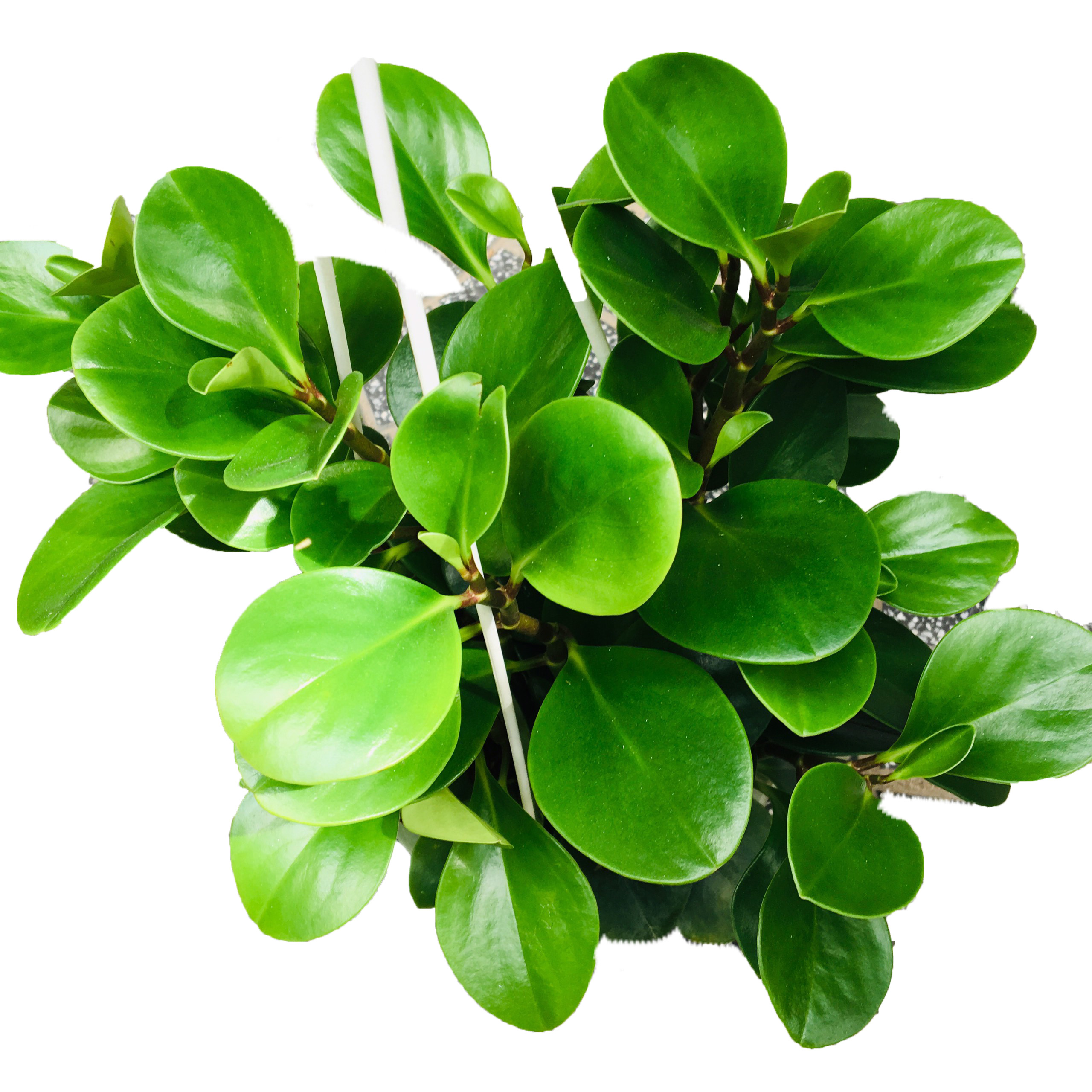 Cây trường sinh xanh Mầm Xinh