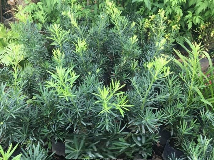 Cây giống TÙNG LA HÁN - CÂY BONSAI - SIÊU ĐẸP GIÁ SIÊU RẺ