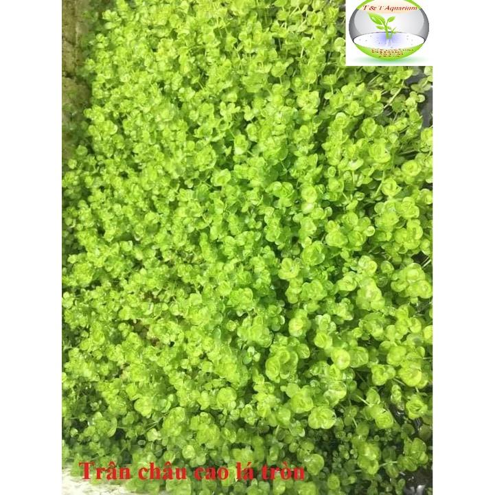 Cây Trân Châu Ngọc Trai - Cây trãi nền thủy sinh