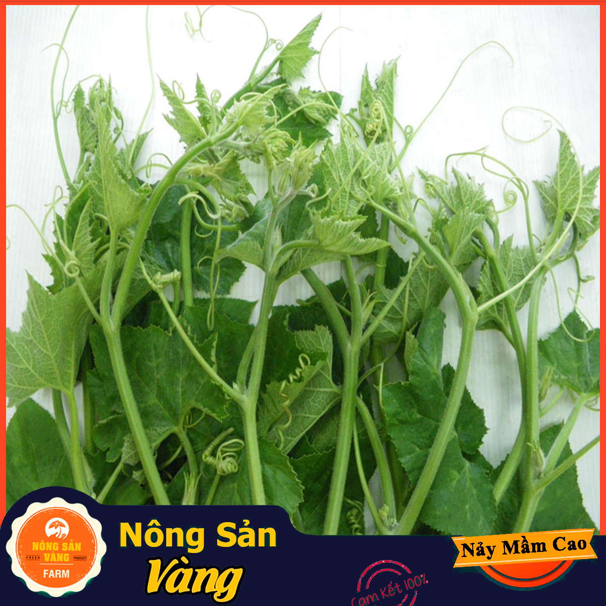 Hạt giống Bí Siêu Ngọn, Bí Lấy Ngọn ( Gói 20 Gram ) - Nông Sản Vàng