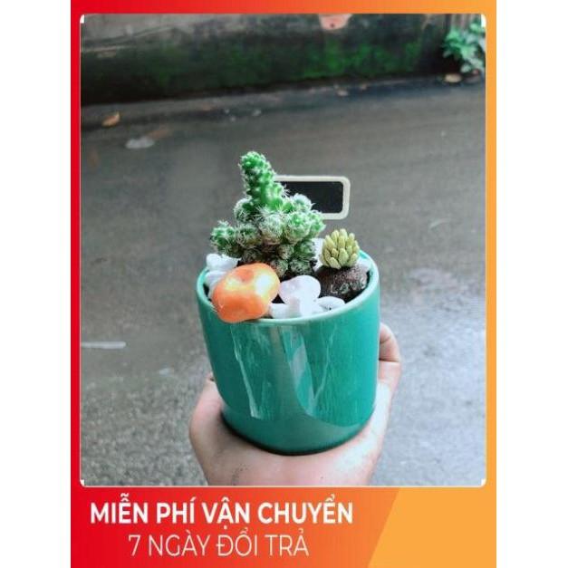 Chậu Xương Rồng Tiểu Cảnh