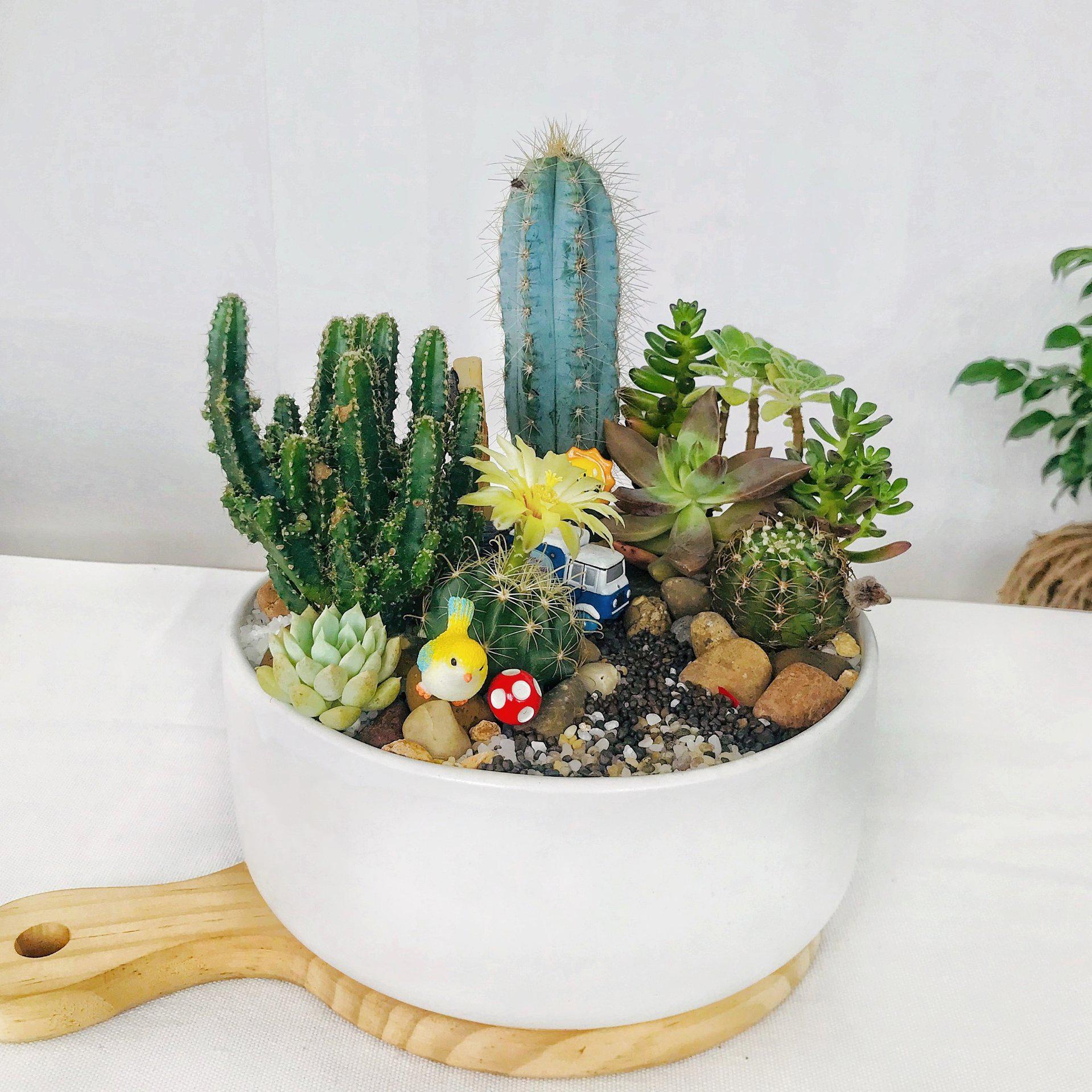 Chậu Sứ Trồng Cây Cảnh Mini, Sen đá, Xương rồng, Tiểu Cảnh Terrarium Hình Trụ Thấp - Chậu nhỏ: 12x6cm