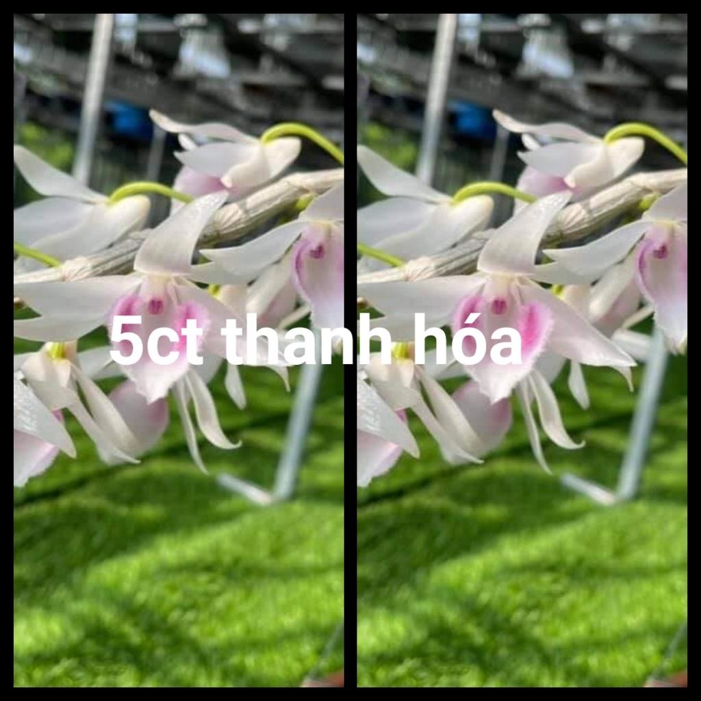 Hoa lan phi điệp tím bắc cạn