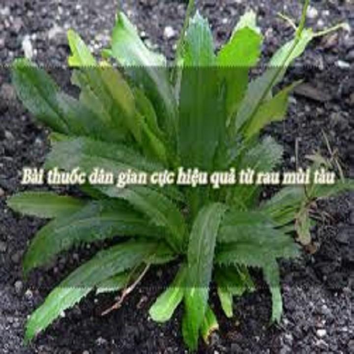 CHẬU RAU MÙI TÀU cây giống chuẩn