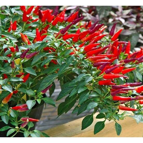 Hạt Giống Ớt Chỉ Thiên Siêu Cay gói 0.5g