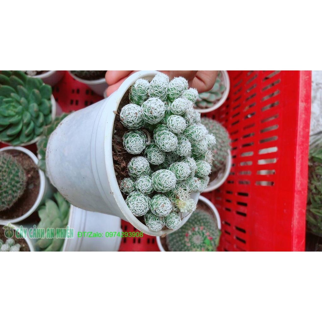 Xương Rồng Trứng Chim