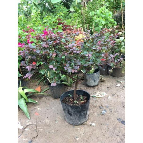 Cây Hồng phụng hoa đỏ rực