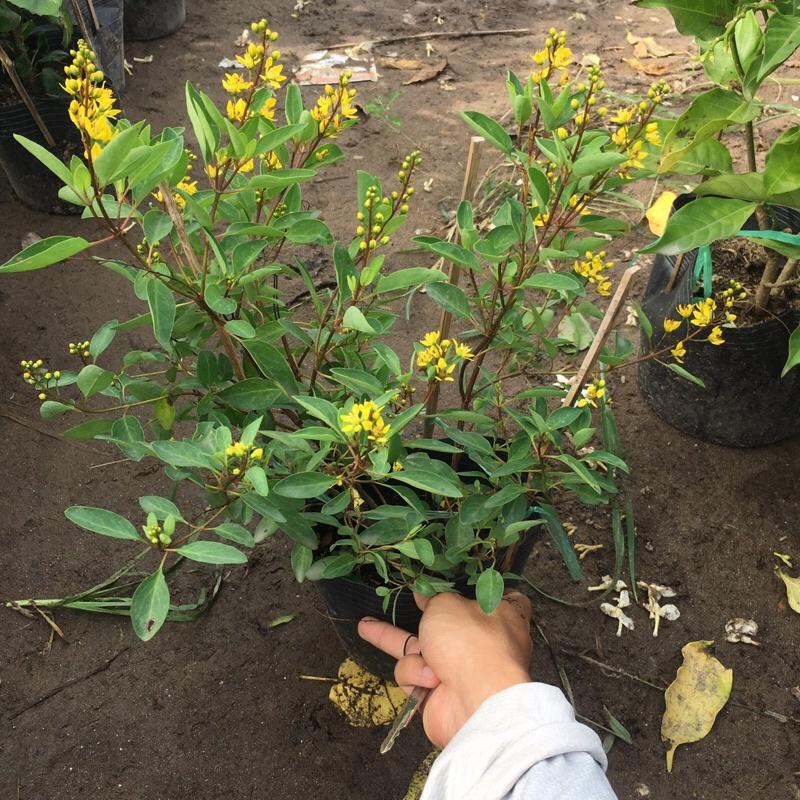 Cây kim đồng trồng bịch đen cao 25-30cm cây đã có hoa và nụ