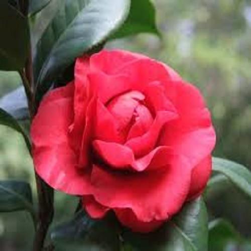 COMBO 10 cây giống hoa trà đỏ LỰU cổ, hàng cực hiếm, cây giống rễ trần