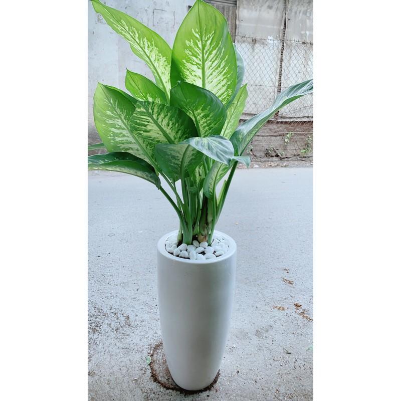 Chậu Cây Vạn Niên Thanh Lớn