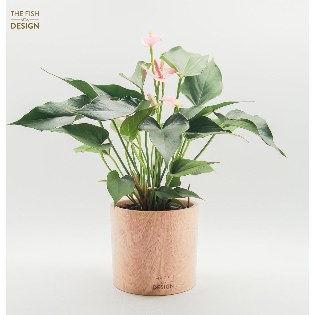 Chậu cây hồng môn | THE FISH SIZE L