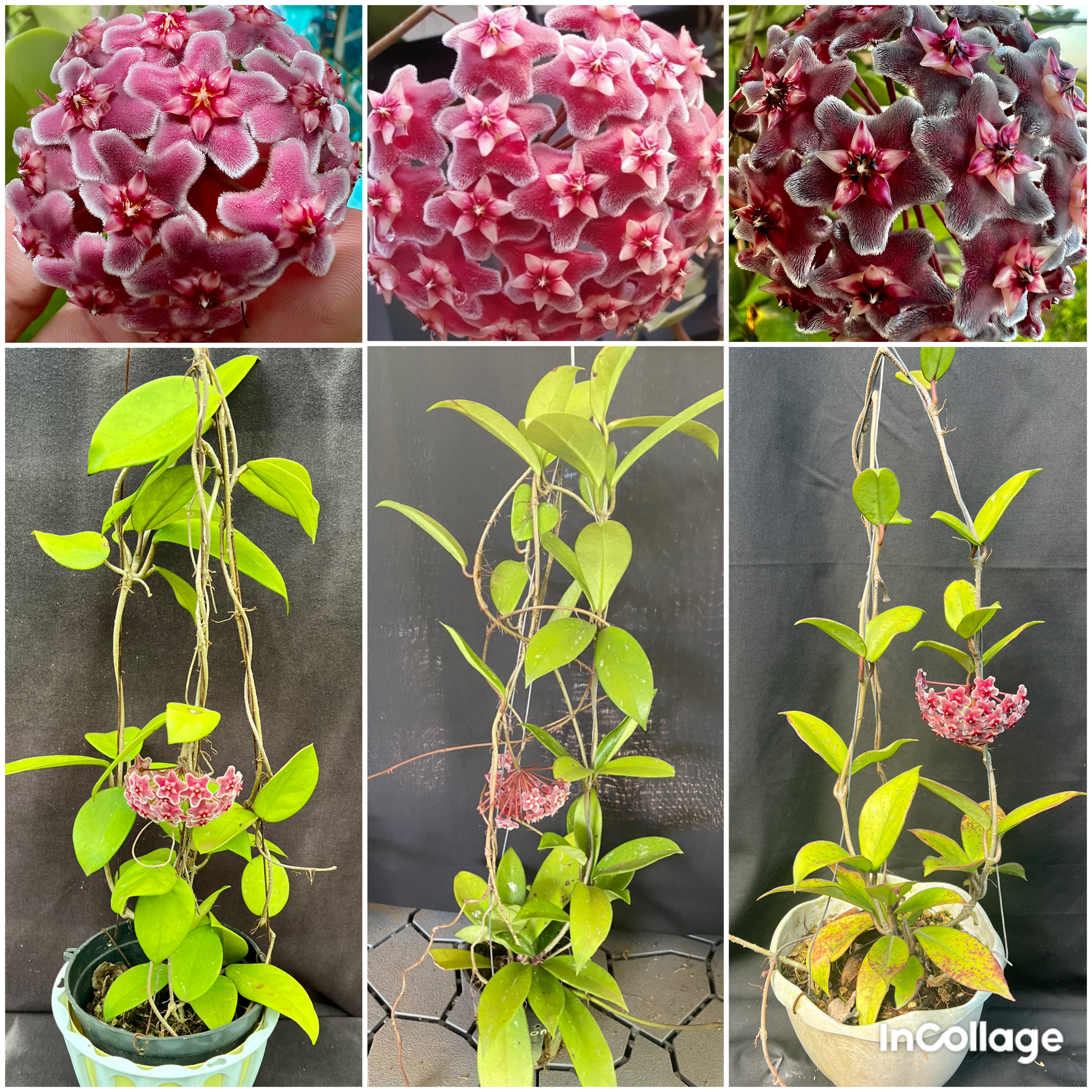 Set 3 châu hoa Cẩm cù thân leo Pink new, Pubicalyx, RHP kích thước như hình, hoa thơm, sai hoa, ra hoa quanh năm, chuẩn bị hoa