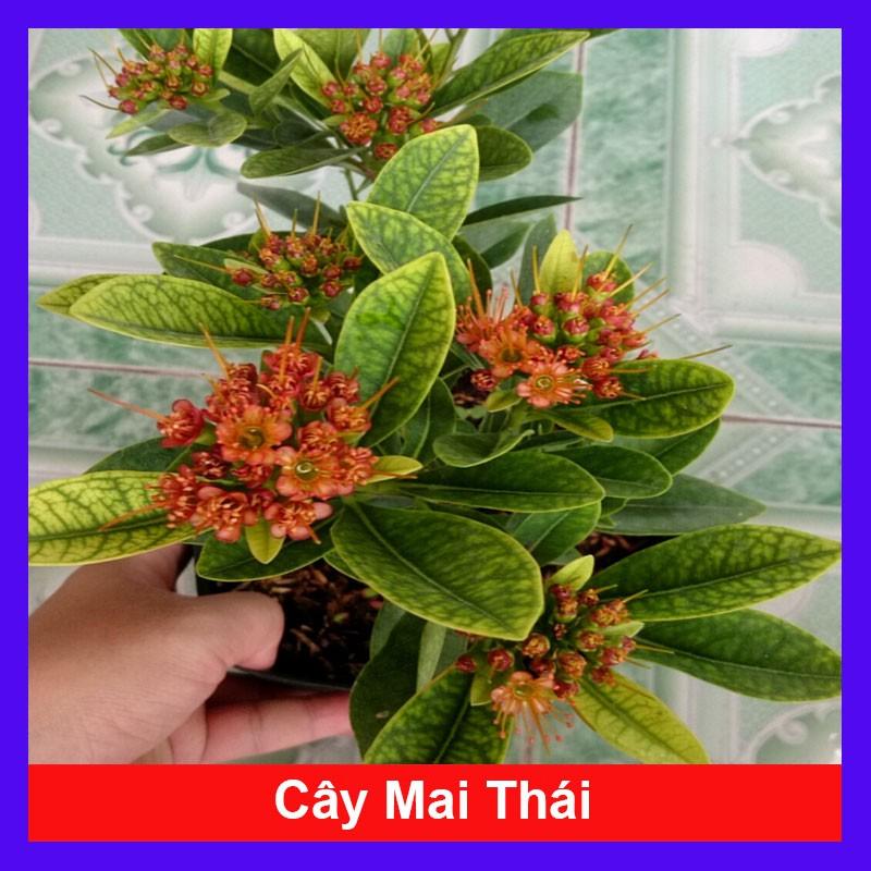 Cây Mai Thái - Cây cảnh vườn + tặng phân bón cho cây