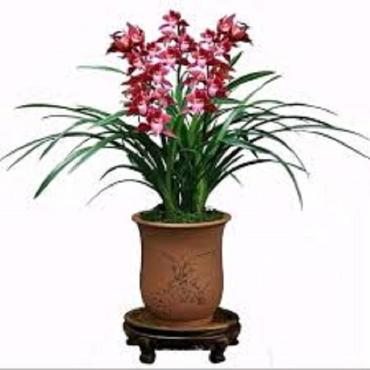 CHẬU ĐỊA LAN TIỂU THƯ HÀN QUỐC, HOA NỞ CHUẨN TẾT - NCDLTTTHQ