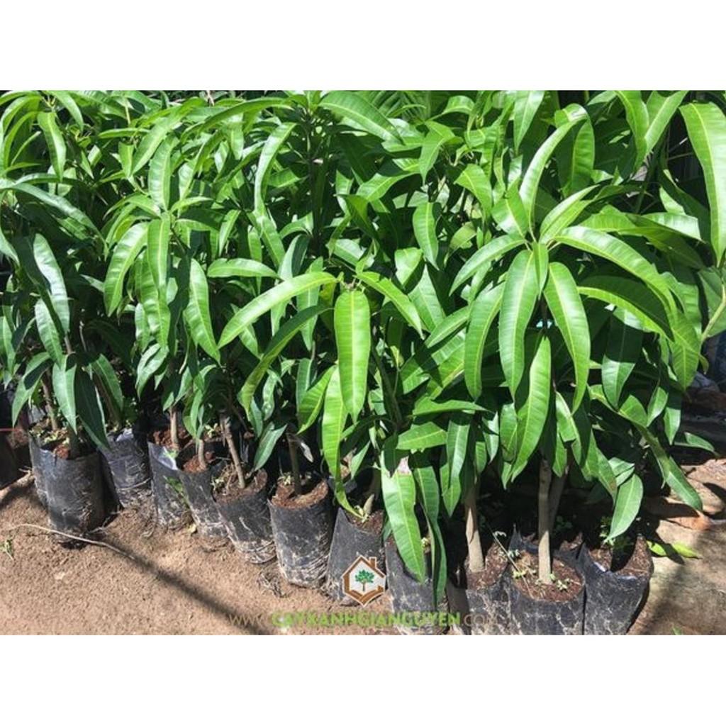 Cây giống XOÀI ÚC - Giống chuẩn F1 - Siêu sai quả ngon, ngọt