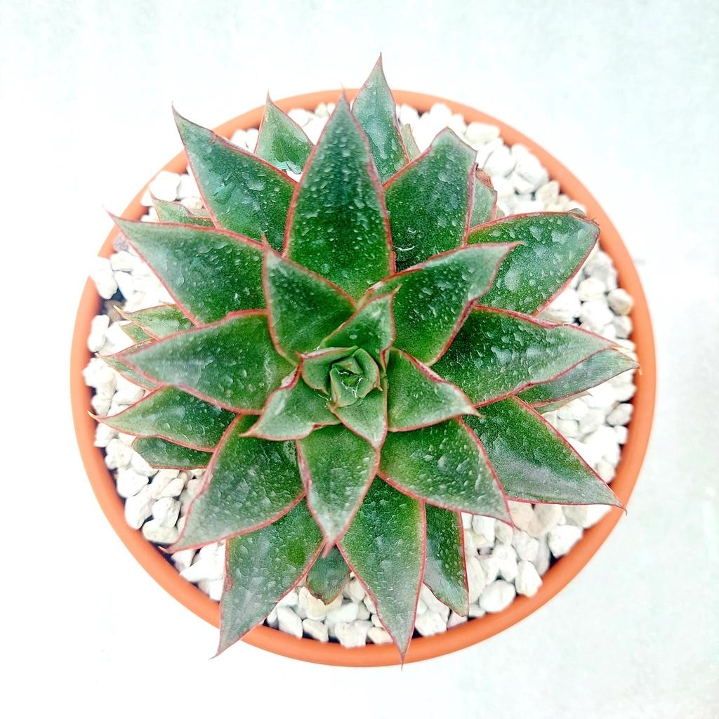 Chậu đất nung, Chậu sen đá - Tô 1610, miệng chậu 14-16cm, chiều cao 8.5cm
