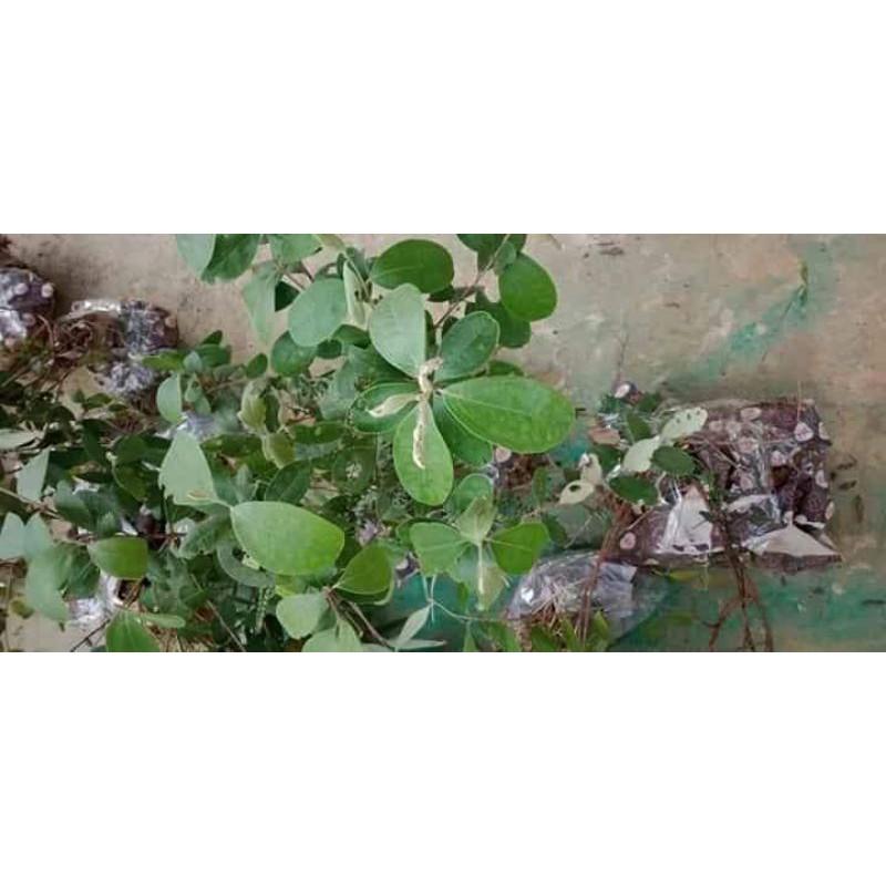 Cây sim rừng