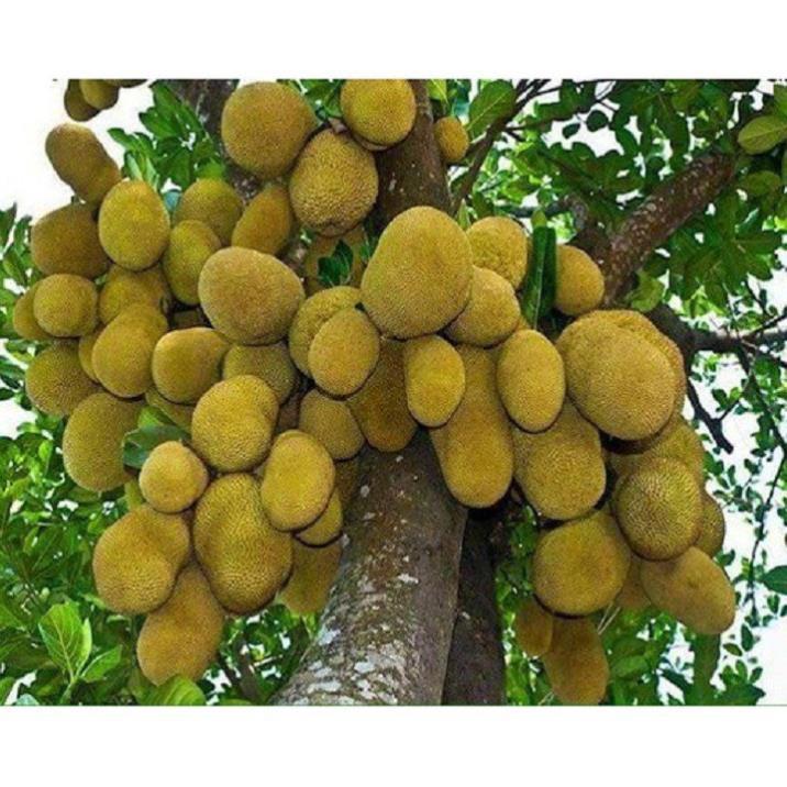 CÂY GIỐNG MÍT TA SIÊU QUẢ, SIÊU NGON, NGỌT, THƠM