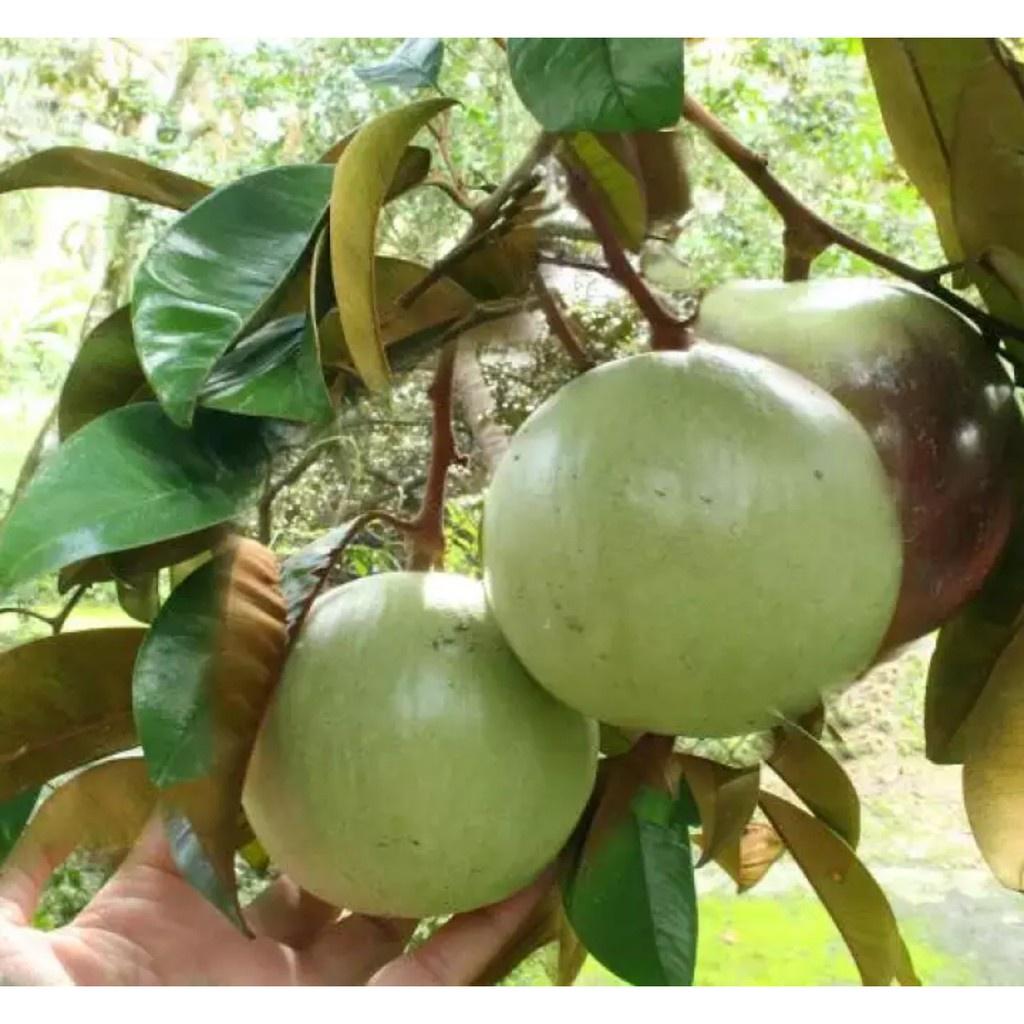 CÂY giống Vú Sữa Lò Rèn TRỒNG CHẬU .