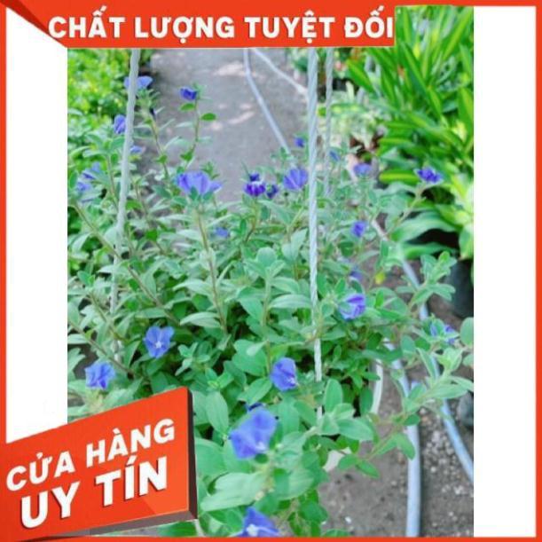 Chậu hoa thanh tú treo chậu to