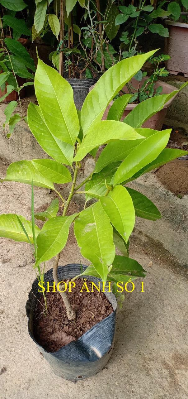 Cây ngọc lan trắng, cây hoàng lan trắng, cây lớn nguyên bầu đang nụ hoa thơm