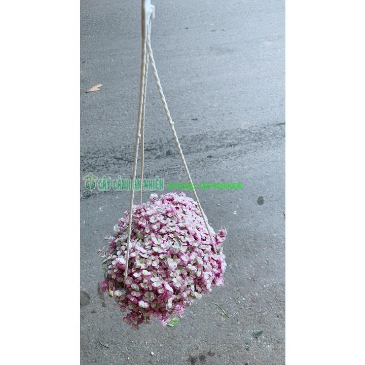 Chậu Thài Lài Hồng