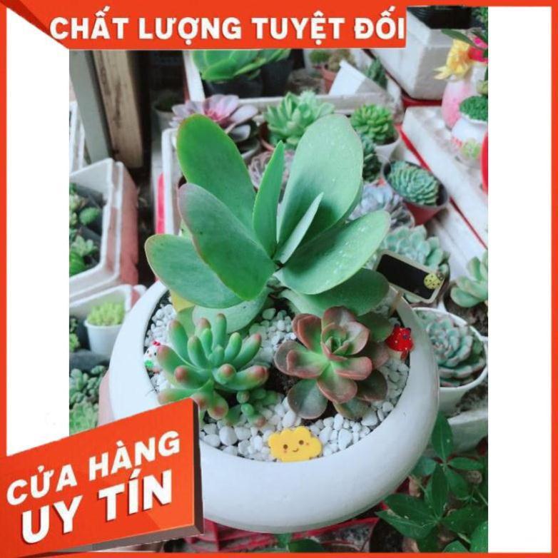 Chậu sen đá mix Nhiều Người Mua