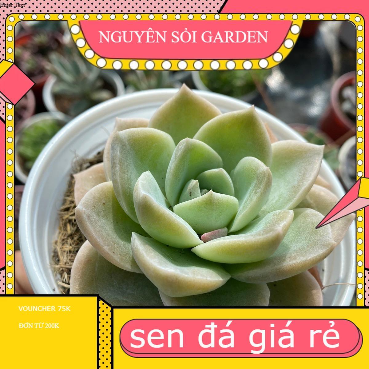 Sen đá size trung đồng giá