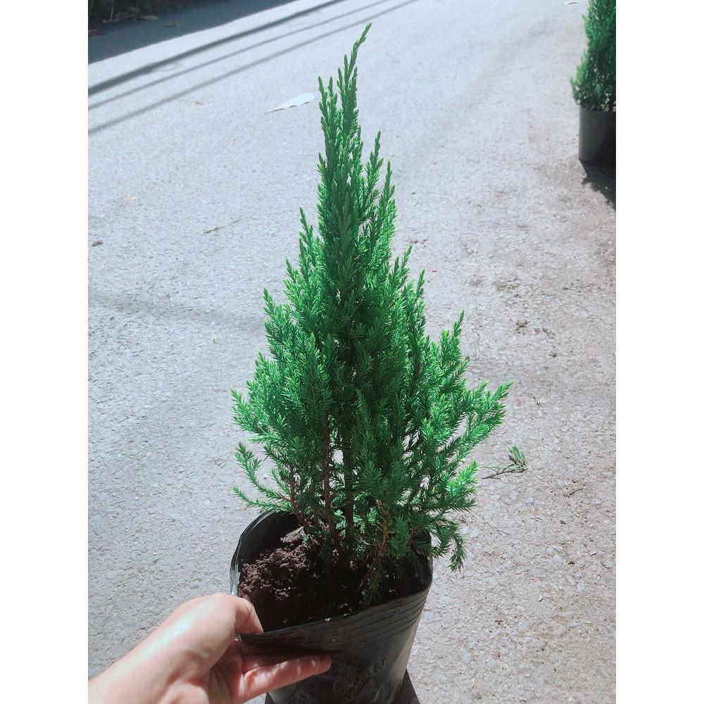 Cây Tùng Cao 40cm